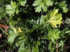 Chybění chlorofylu pelyňku černobýlu (Artemisia vulgaris L.) (1a)