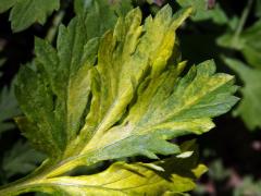 Chybění chlorofylu pelyňku černobýlu (Artemisia vulgaris L.) (1d)