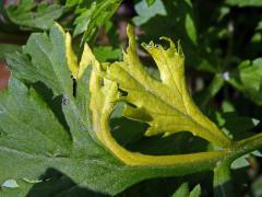 Chybění chlorofylu pelyňku černobýlu (Artemisia vulgaris L.) (1f)