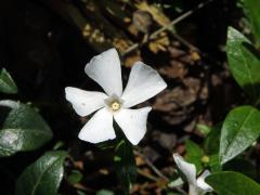 Barvínek menší (Brčál barvínek) (Vinca minor L.) s bílými květy (3)