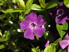 Barvínek menší (Brčál barvínek) (Vinca minor L.) s fialově zbarveným květem (3a)