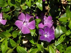 Barvínek menší (Brčál barvínek) (Vinca minor L.) s fialově zbarveným květem (3b)