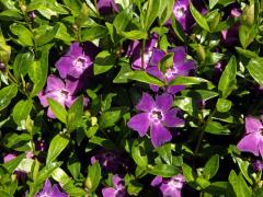 Barvínek menší (Brčál barvínek) (Vinca minor L.) s fialově zbarveným květem (3d)