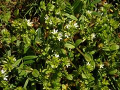 Rožec klubkatý (Cerastium glomeratum Thuill.)