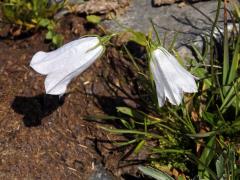 Zvonek (Campanula scheuchzeri Vill.) s bílými květy (1b)