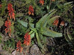 Aloe (Aloe maculata All.)