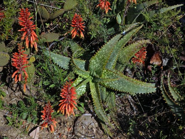 Aloe (Aloe maculata All.)