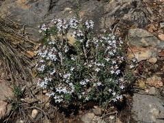 Mateřídouška obecná (tymián) (Thymus vulgaris L.)