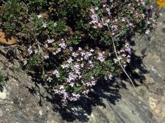 Mateřídouška obecná (tymián) (Thymus vulgaris L.)