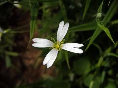 Ptačinec velkokvětý (Stellaria holostea L.) - čtyřčetný květ (3)