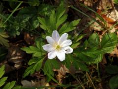 Sasanka hajní (Anemone nemorosa L.) - osmičetný květ (24)