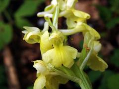 Vstavač bledý (Orchis pallens L.)