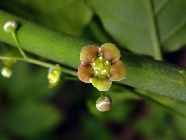 Brslen širokolistý (Euonymus latifolius (L.) Mill.), pětičetný květ (3)