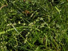 Ostřice přetrhovaná (Carex divulsa Stokes)