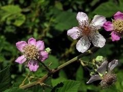 Ostružiník (Rubus sanctus Schreb.), šestičetný květ (16)