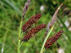Ostřice chabá (Carex flacca Schreber)