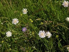 Chrastavec rolní (Knautia arvensis (L.) Coulter) se světlými květy