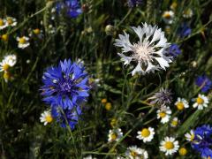 Chrpa modrá (Centaurea cyannus L.) - květenství bílých květů (1a)