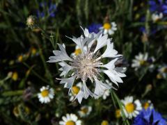 Chrpa modrá (Centaurea cyannus L.) - květenství bílých květů (1c)