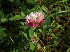 Jetel plazivý (Trifolium repens L.) s růžovými květy (4a)