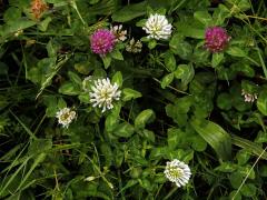 Jetel luční (Trifolium pratense L.) s květy bílé barvy (9a)