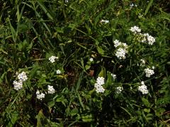 Pomněnka bahenní (Myosotis palustris (L.) L.) s bílými květy (8a)