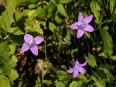 Zvonek rozkladitý (Campanula patula L.) - šestičetný květ (14)