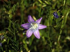 Zvonek rozkladitý (Campanula patula L.) - šestičetný květ (8)