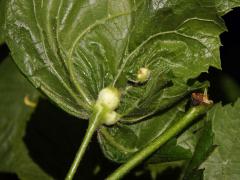 Hálky plodomorky lipové (Contarinia tiliarum)