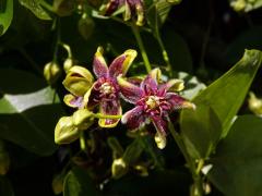Svidina plotní (Periploca sepium Bunge), šestičetný květ (1)
