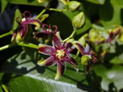 Svidina plotní (Periploca sepium Bunge), šestičetný květ (2)
