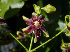 Svidina plotní (Periploca sepium Bunge), šestičetný květ (3b)
