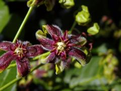 Svidina plotní (Periploca sepium Bunge), šestičetný květ (4)