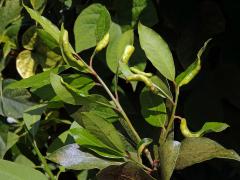 Hálky meruly vavřínové (Trioza alacris)