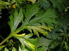 Chybění chlorofylu pelyňku černobýlu (Artemisia vulgaris L.) (1m)
