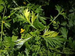 Chybění chlorofylu pelyňku černobýlu (Artemisia vulgaris L.) (1n)