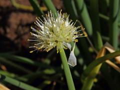 Cibule zimní (Allium fistulosum L.)