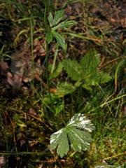 Pryskyřník hajní (Ranunculus nemorosus DC.) s panašovanými listy