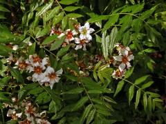 Žlutoroh jeřábolistý (Xanthoceras sorbifolia Bunge)