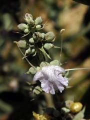 Šalvěj bílá (Salvia apiana Jepson)