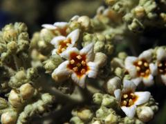 Komule (Buddleja loricata Leeuwenb.), pětičetný květ (3)