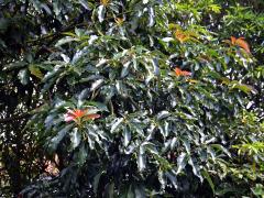 Hruškovec přelahodný (Persea americana Mill.)