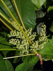 Škumpovník zákeřný (Toxicodendron radicans (L.) Kuntze)