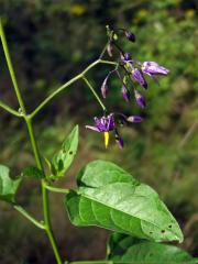 Lilek potměchuť (Solanum dulcamara L.)