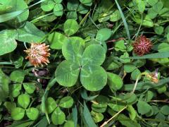Jetel plazivý (Trifolium repens L.) - čtyřlístek (3)