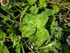 Jetel plazivý (Trifolium repens L.) - čtyřlístek (4)