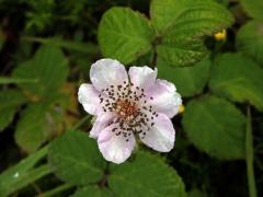 Ostružiník (Rubus sanctus Schreb.), sedmičetný květ (7)