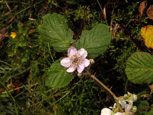 Ostružiník (Rubus sanctus Schreb.), šestičetný květ (20)