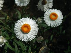 Smil listenatý (Helichrysum bractetatum (Vent.) Andrews)