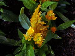 Fasciace nevadlece (Celosia argentea L.)